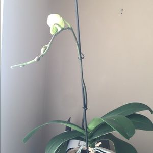 Meet your Posher, Maitee